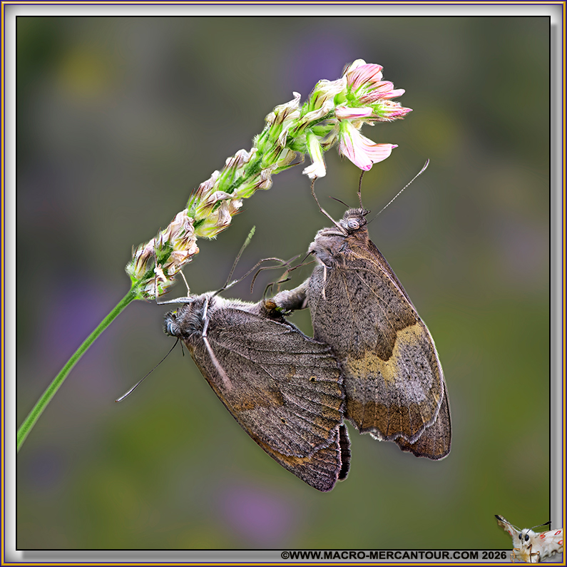 MYRTILS